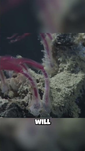 This Bizarre Deep Sea Zombie Worm Feeds On Dead Whales! (Scary)