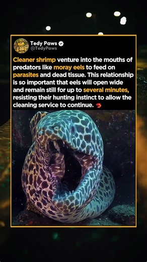 Why Predators Hold Still While Prey Enters Them