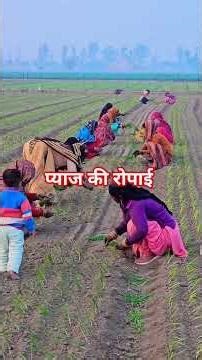 प्याज की फसल रोपाई #nature #vlog #villagelife #grow #youtube #viral #gaon