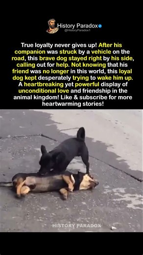 He Didn't Understand Why His Friend Wouldn't Wake Up 💔🐶