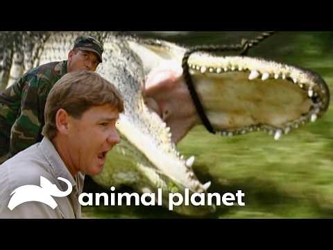 Steve Helps U.S. Army Rangers Wrangle Gators! | The Crocodile Hunter | Animal Planet