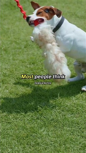 Why Most People Shouldn’t Own a Jack Russell Terrier