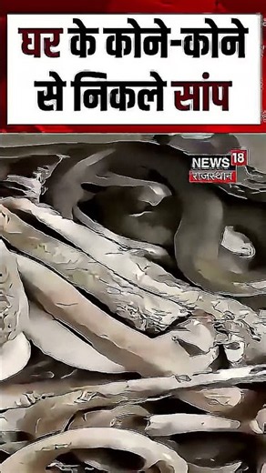 Snake Viral Video : घर बना सांपों का अड्डा, निकले 31 नाग!|N18S | Viral Video |top News|Breaking News