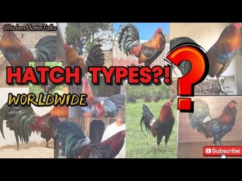 Well-Known Types or Variants of Hatch Gamefowl Worldwide (Explained)