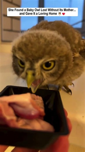 She Found a Baby Owl Lost Without Its Mother... and Gave It a Loving Home. #owl #bird #animalshorts