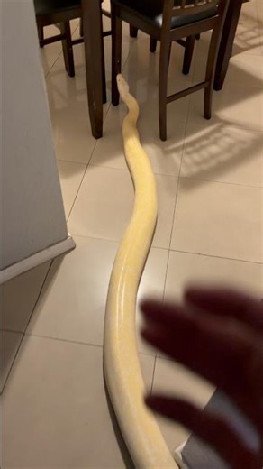 Imagine A 13 Foot Giant Burmese Python In Your House! 👀🐍 #reptiles #pets #shorts