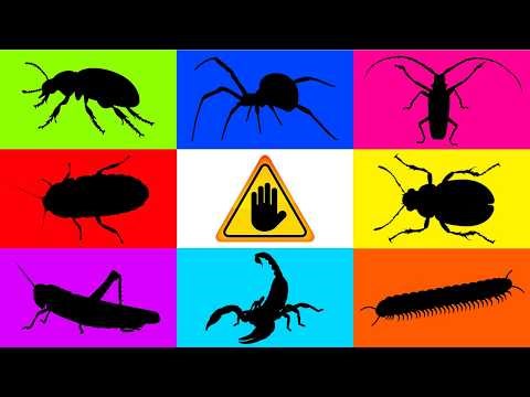 Insect: Leaf Beetle, Long Horn Beetle, Spider, Gras Lizard, Ladybug, Scorpion, Cockcroach, Millipede