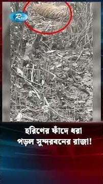 টার্গেট ছিল হরিণের কিন্তু ধরা পড়ল বাঘ! | Tiger | Sundarban | Rtv News