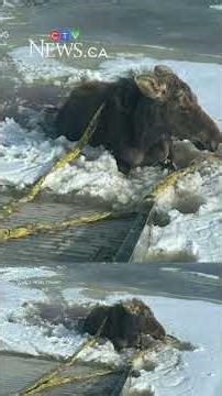 Saskatchewan towing company rescues moose from ice