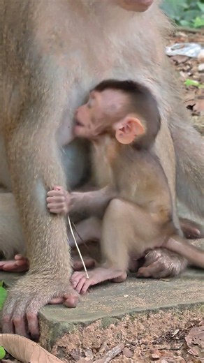 This little monkey is absolutely adorable! 🥹🐒💕 Too cute to scroll past! 😍✨ #AdorableMonkey