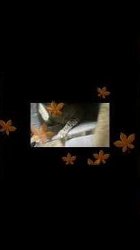 𝗗𝗲𝘀𝘁𝗶𝗻𝘆 𝗗𝗲𝘃𝗮 𝗞𝗶𝘁𝘁𝘆 𝗔𝘄𝗮𝗸𝗶𝗻𝗴 𝗧𝗵𝗲 𝗠𝗼𝗻𝘀𝘁𝗲𝗿 #𝘀𝗵𝗼𝗿𝘁𝘀 #kitty #Kitten #puppy #puppies #pet #Rescue