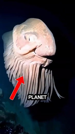 Why Are Octopuses So Intelligent? #shorts