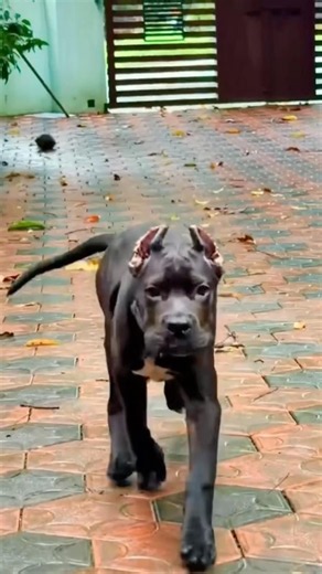 Cute Cane Corso Puppy Moments 🐾 | Meet Shambu the Corso ❤️ | Cane Corso Puppy