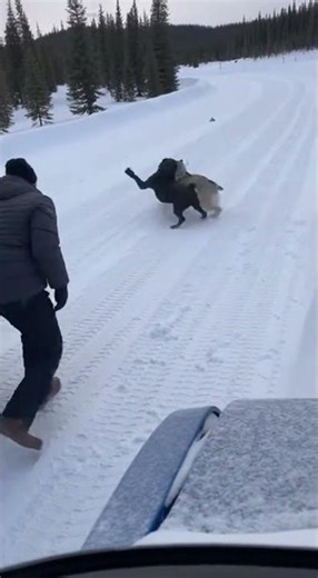 Loyal Dog Protects Owner from a Wild Wolf! #heroic #dog #wolf #wildlife #nature