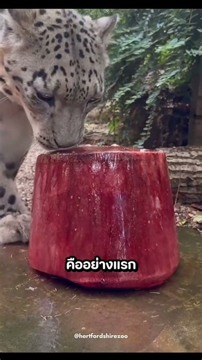How does a tiger dissipate heat? 🧊 🐯