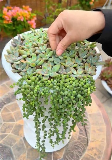 Succulent DIY ideas 🪴 #succulents #suculentas #plant #gardening #diy | succulent plants