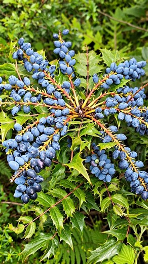 This Plant Looks Like Grapes, But It's Not! 🍇 #shorts #plants #farming