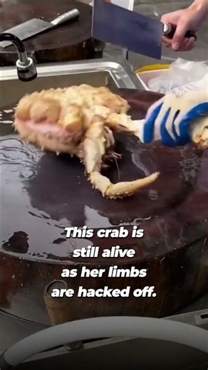 Crabs Feel Pain—So Why Is THIS Still Happening? 🦀💔