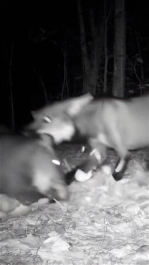 Maned wolf hunts agouti at baiting site.