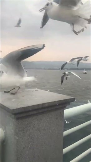 Seagull dodges playful grab attempt in Yunnan, China