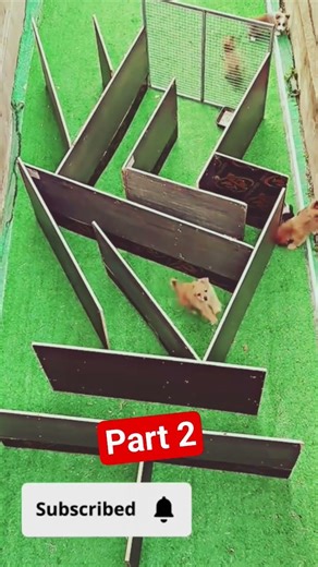 👉 The Hardest Dog Maze Ever 😱 | Who Will Win? 🐶🔥 #dogchallenge #pets #happydog #dogtime