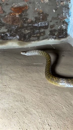 Amazing Movement of an Oriental Rat Snake #naturelovers #snake #animals #snakevideo #Wildlife