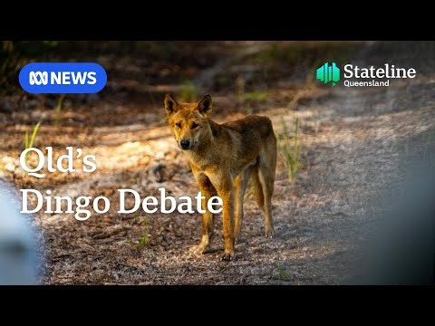 Queensland's traditional owners want a larger role in how dingoes are managed | ABC NEWS