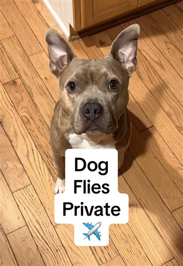 Dog Flies Semi-Private on JSX: The 'Asia Treatment' for My Dog 🐶✈️