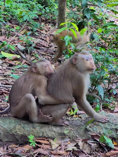 Abandoned Newborn Monkey Rescue — Adorable Wildlife Moment