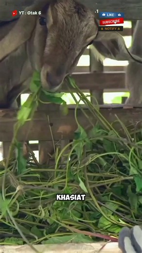 Sering dijadikan pakan ternak padahal khasiatnya buat tubuh sangat luar biasa #shorts #tanamanobat