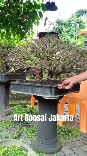 Bonsai kimeng (Ficus microcarpa) #bonsai #viralvideo #fyp #trending