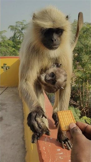 Langur Jumps from Roof with Baby to Take a Biscuit 🐒🍪
