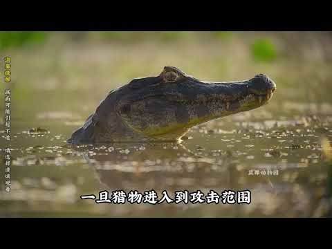 World's Largest Python: A 10-Second Threat to Adults