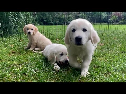 "Friendliness mutations" in dog DNA | 60 Minutes Archive