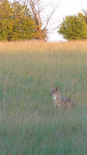 Coyote hunting! #foxpro #hunting #wildlife #coyote #nature #animals #wildanimals