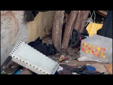 LAPD videos show rat-infested homeless encampment