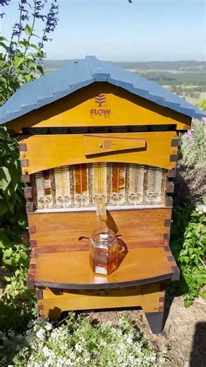 Celebrating the new season with a honey harvest 🍯 #beekeeping