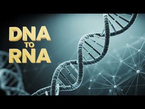 DNA Replication Isn't What You Think