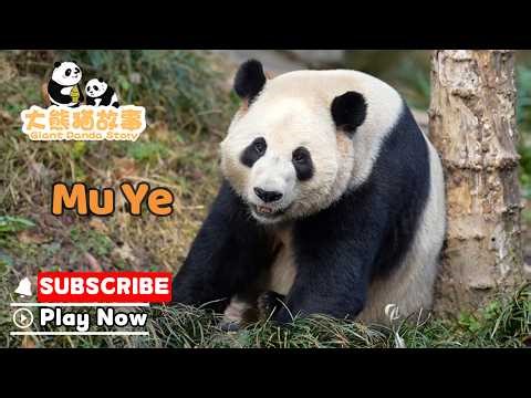 【The Giant Panda Story】Episode 52 Mu Ye, The Adorable Panda With The Chill Vibe | iPanda