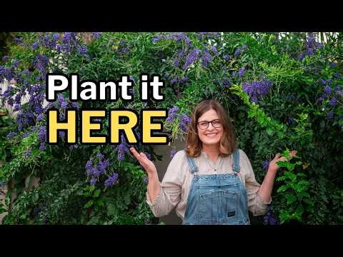 The Right Vine for the Right Spot: Best Vines for a Desert Yard