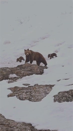 Brown Bear Mother & Cubs Playing in Snow | Ladakh Wildlife | Wild Wonders Expeditions