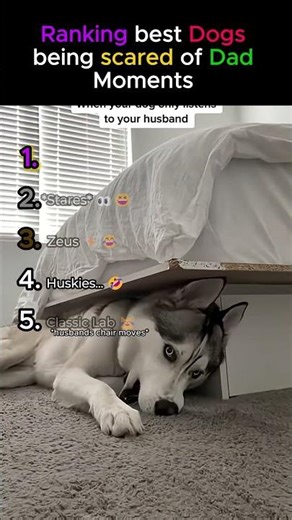 Ranking Dogs Who Are TERRIFIED of Their Own Dad 😂 #dogs #shorts