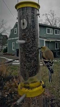 Today’s Visitor: A Beautiful Yellow Finch Feeding at My Backyard Feeder