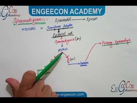 Lecture #03|| Spermatogenesis|| Reproduction Chapter|| Engeecon Academy Biology Lectures