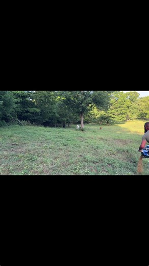 Rufus runs in 4 low #rufusthebull | Rufus The Bull