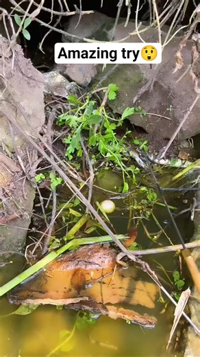 Traditional hook fishing using natural worm bait 🪱🐛🐟🎣Ep42 #traditionalfishing #hookfishing #fishing