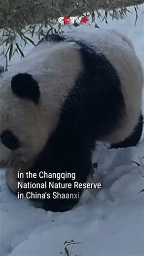 Rare Footage Shows Wild Panda Mother Carrying Cub Through Snow-Covered Forest