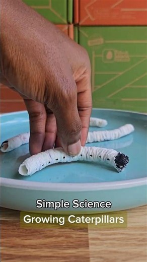 Simple Science - Magic Caterpillar