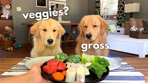 Golden Retriever Reviews Food with His Girlfriend | Tucker Taste Test