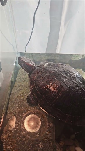 Lazer the Red-Eared Slider! Sun Bathing #turtles #redearedsliderturtle #ytshorts (1/5/26)